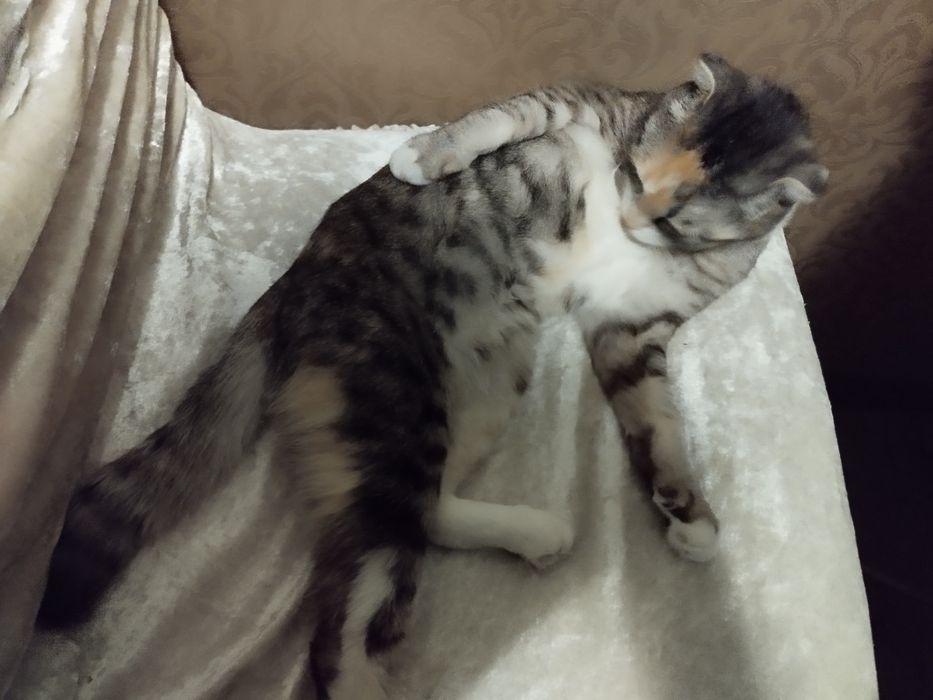 Шатланская кошка (девочка) + С ДОМИКОМ