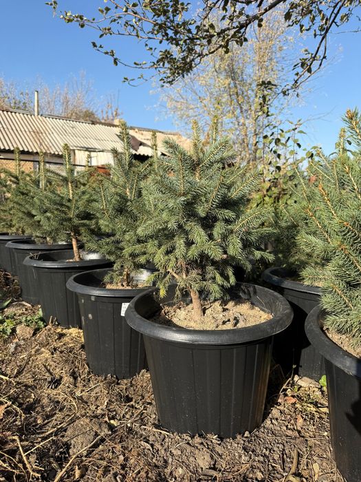 Ель голубая , ель сибирская