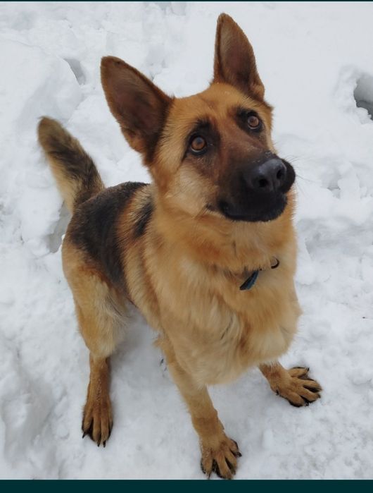 Щенки немецкой овчарки девочки