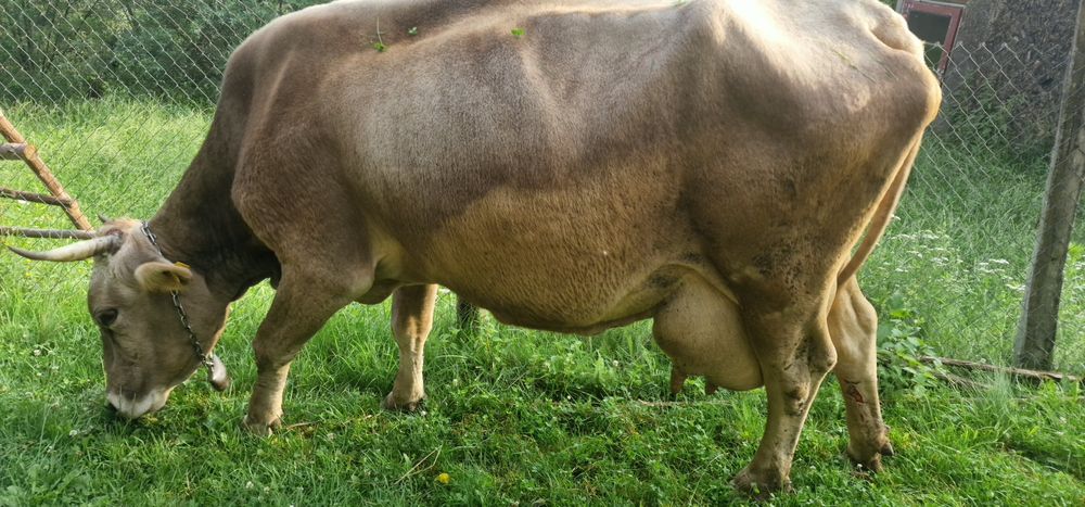 Vând vacă cu vârsta de 9 ani