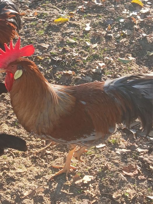 Vand cocosi Italieni