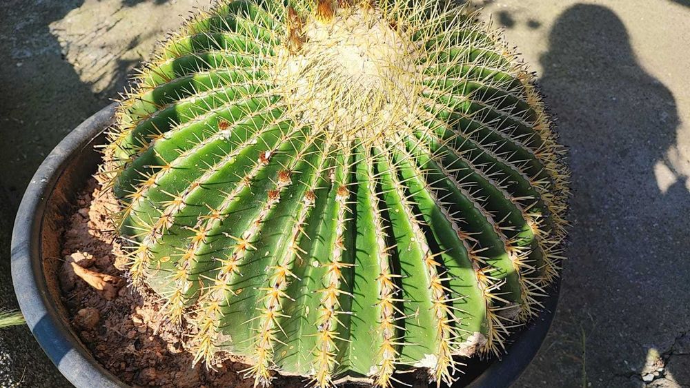 Кръгал кактус(ехинокактус)