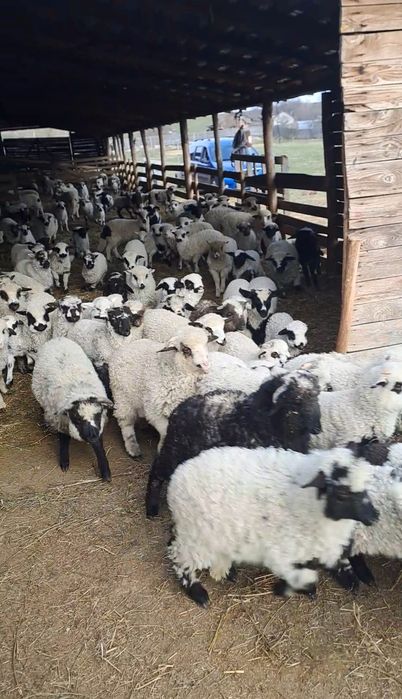 Oi cu miei de vânzare