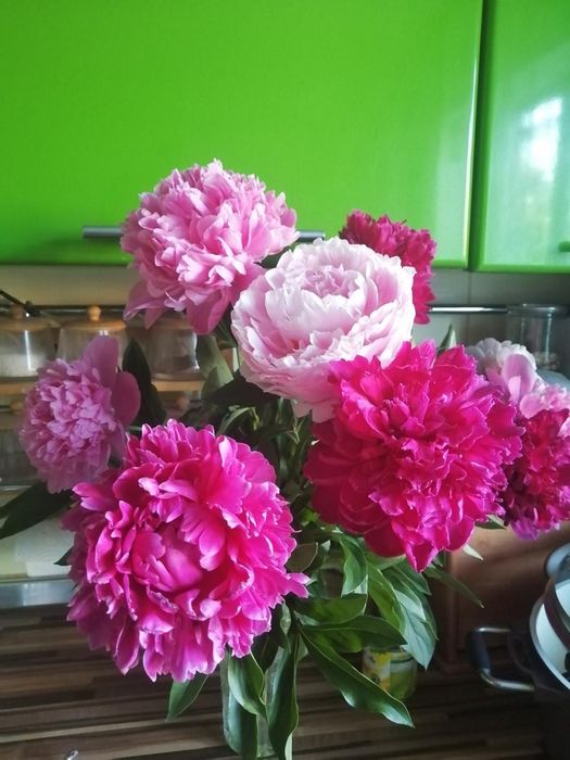 Продам пионы на срез