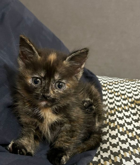 Отдам котят в добрые руки