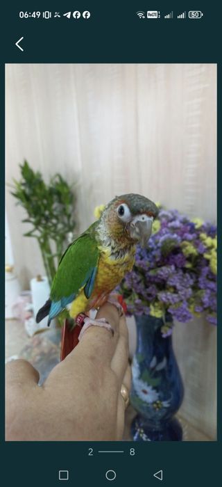 Продаются ручные попугаи Пирруры.