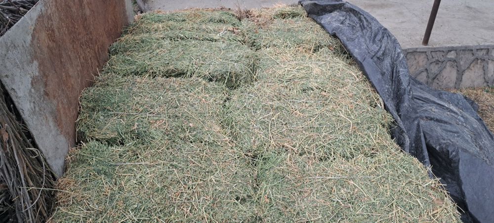 Беда прес сотилади