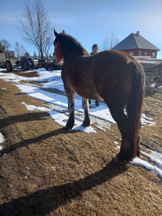 Vând  mânz  învățat