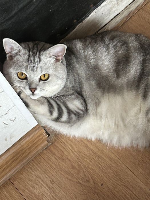 Ищем кошку для вязки