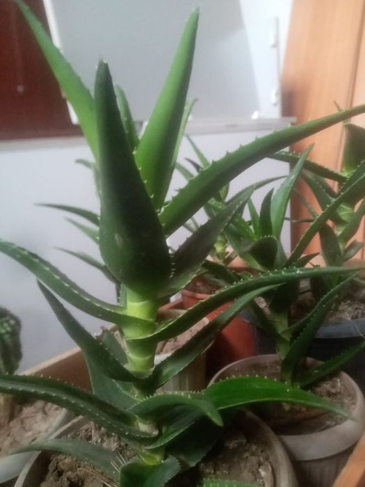 Продам алоэ средние