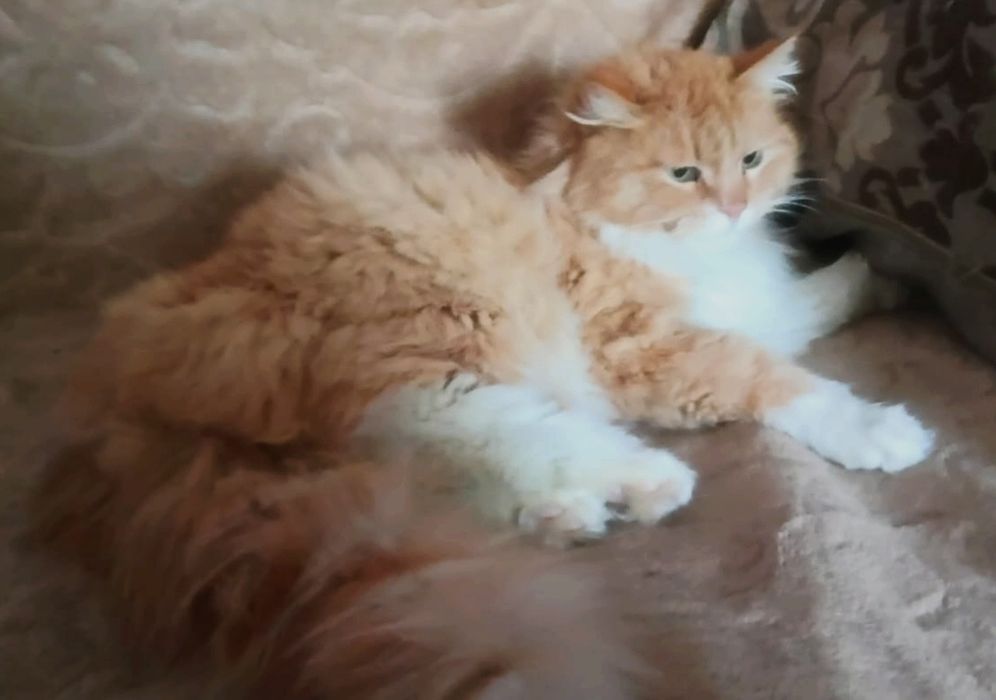 Сибирская  кошечка