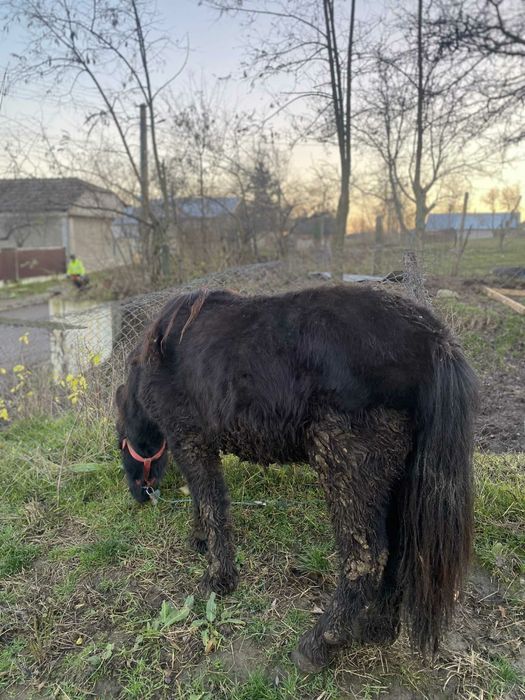 De vanzare ponei tănăr foarte bland !