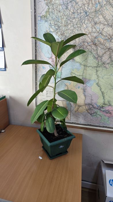 Продам Фикусы 2 шт