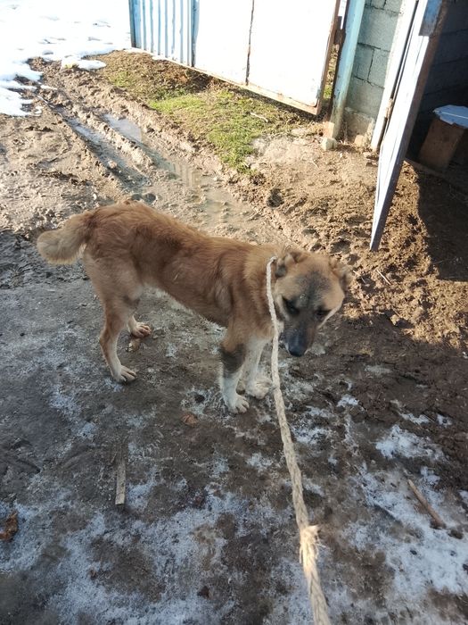 Алабаи көшік мықты