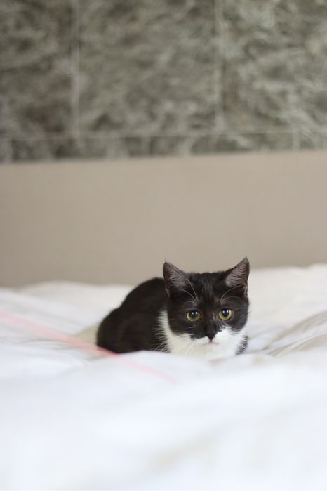 Отдаем котенка в хорошую и любящую семью