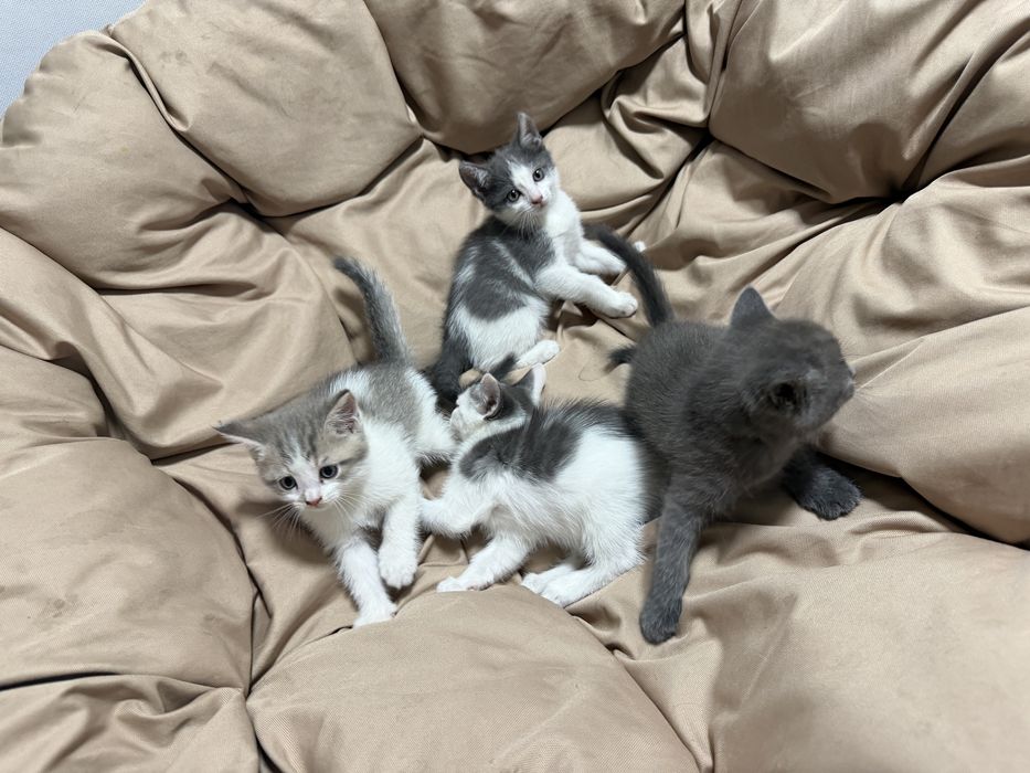 котята в добрые руки