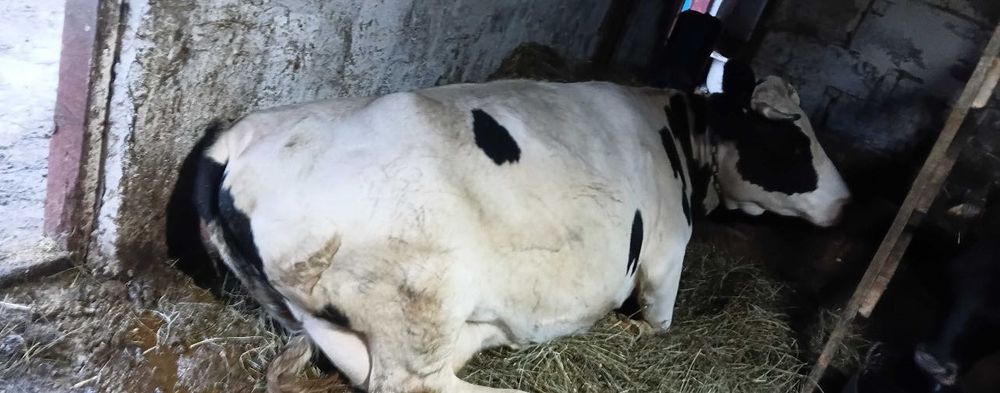 Корова с 3 отёлом Продам