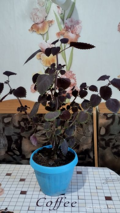 Комнатные цветы на продажу