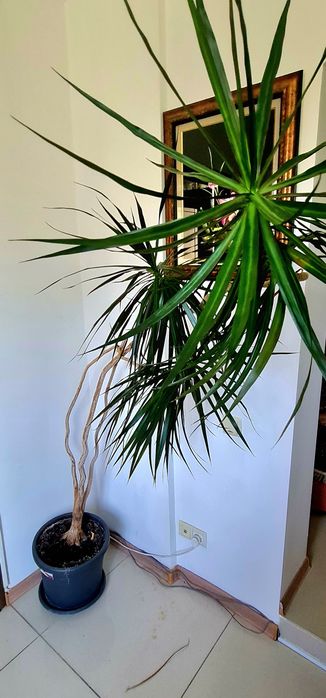 Драцена маргината Dracaena Пальма Дёшево