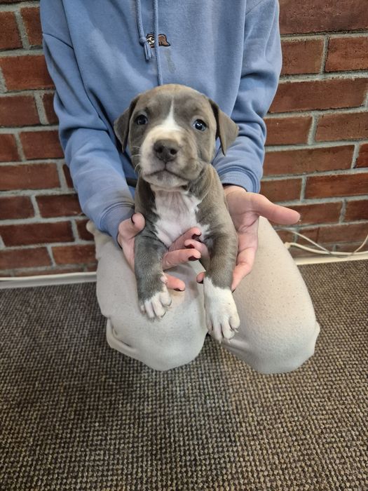 Vând pui Amstaff cu pedigree FCI!