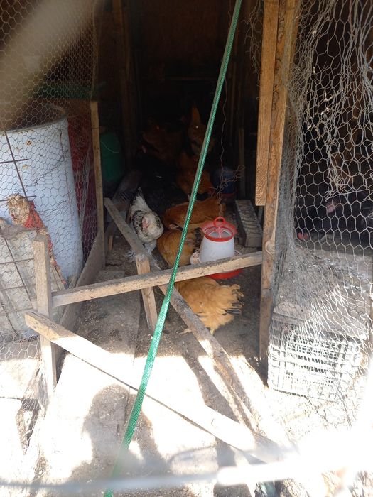 Oua de găini kabir 2025