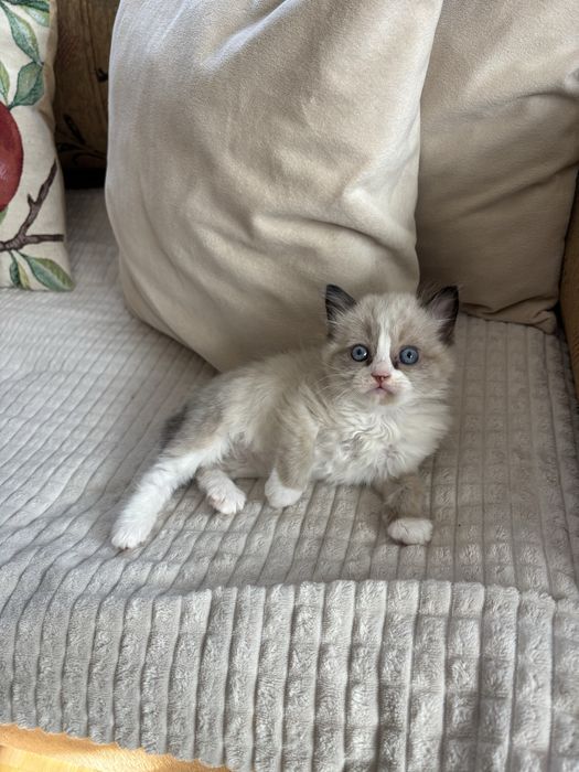 търсят си нов дом