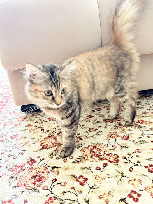 Сибирская кошечка