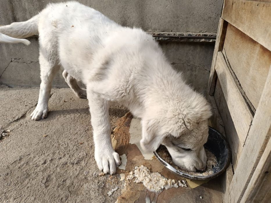 Щенки алабая четыре месяца