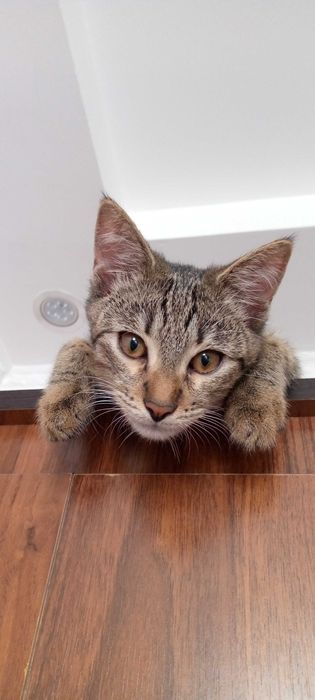 Пристраивается котенок 7 месяцев