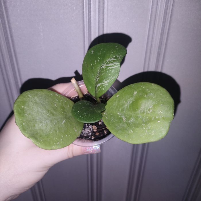 Цветы комнатные разные