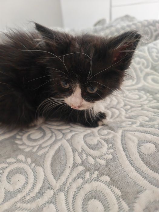 Pisicuța spre adopție