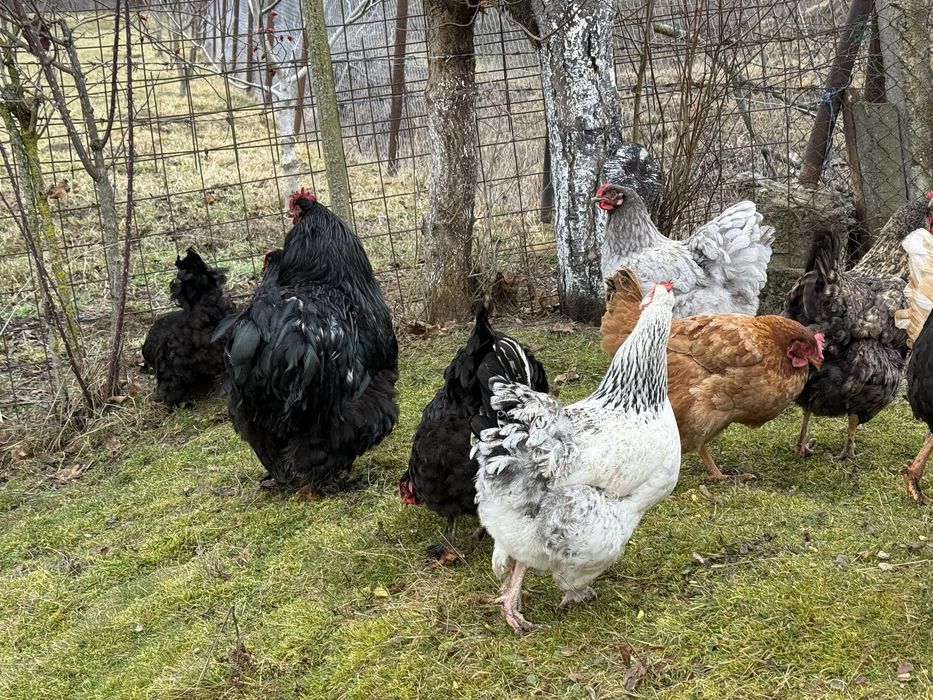 Oua de gaina ptr incubat