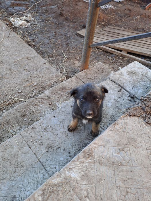 Отдам щенков в хорошие и добрые руки