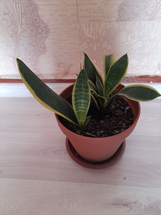 Цветок Сансевиерия