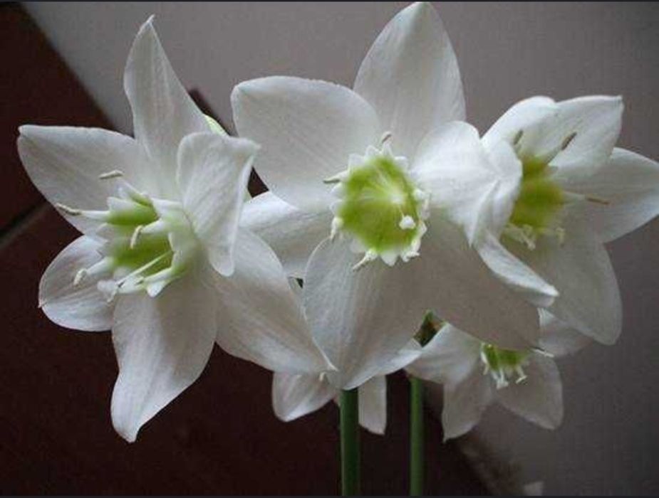 Эухарис амазонский