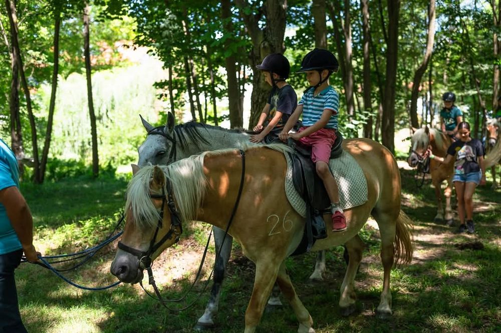 Vand pereche cai pentru călărie hafliger,9 ani iapa si 12 ani calul