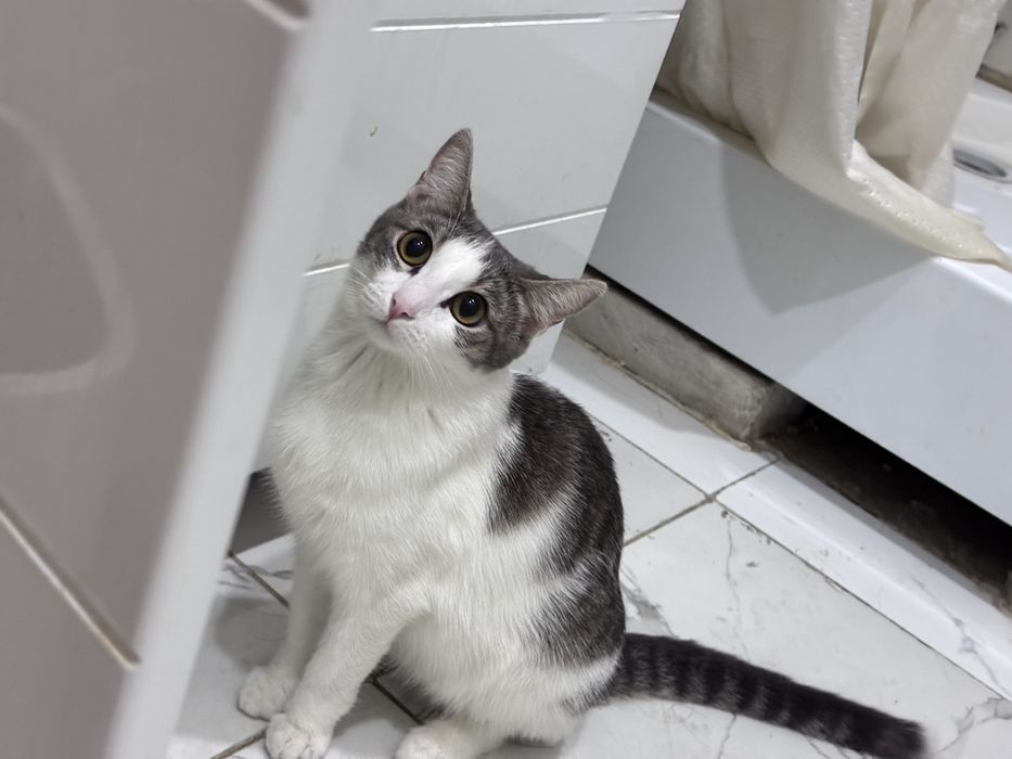 Кошка, которой один год и девять месяцев.