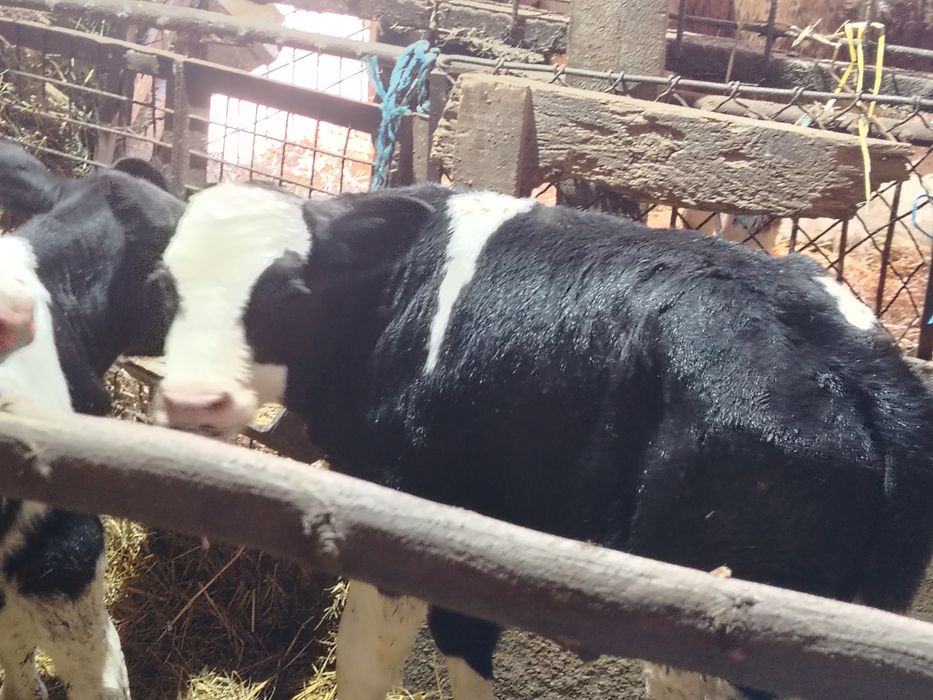 Taurasi înțărcat și de lapte