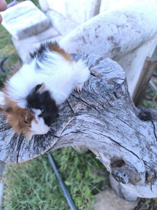 Малки морски свинчета