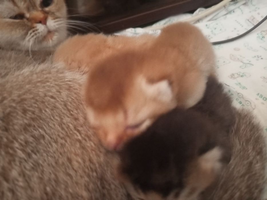 Продам котят породистых