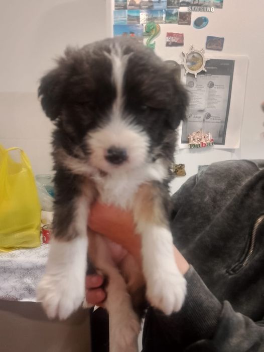 Щенки.В добрые руки.