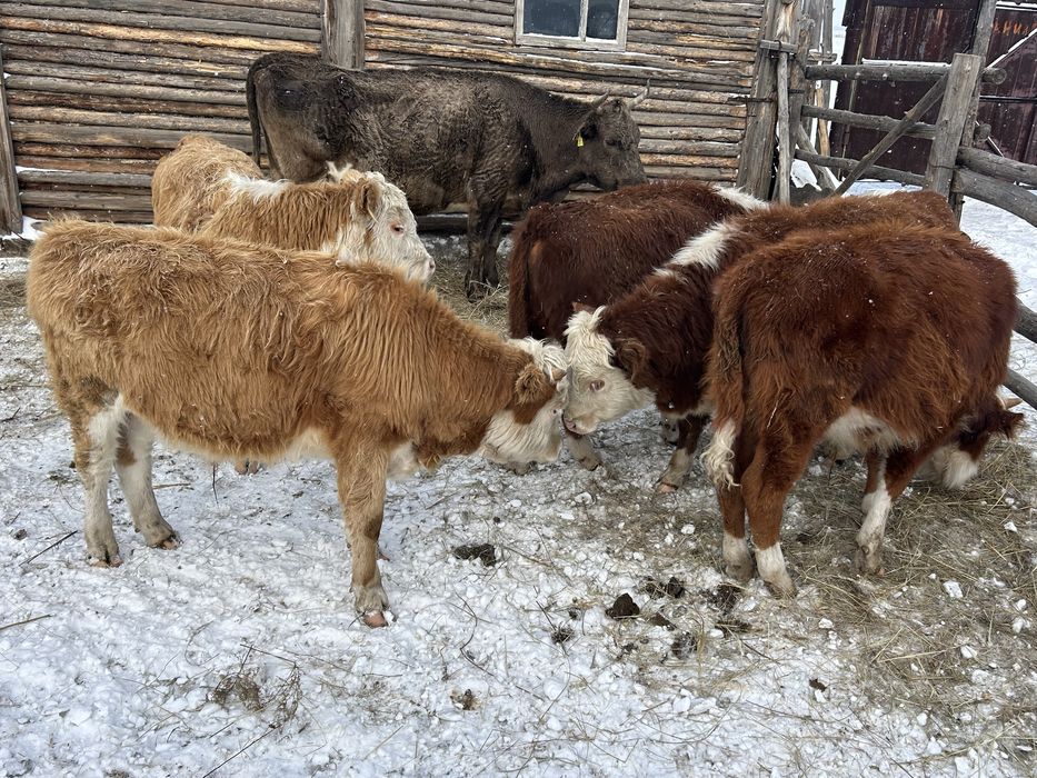 Продам бычков годовалых