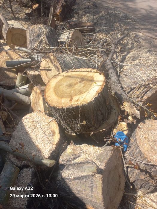 Дрова, пень самовывоз