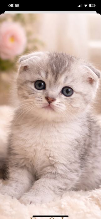 Котятя  silver шиншиллa