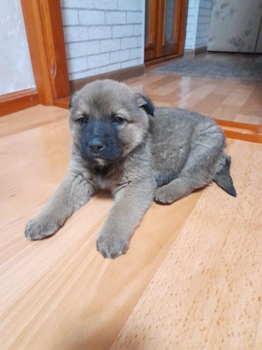 Пристраиваются малыш