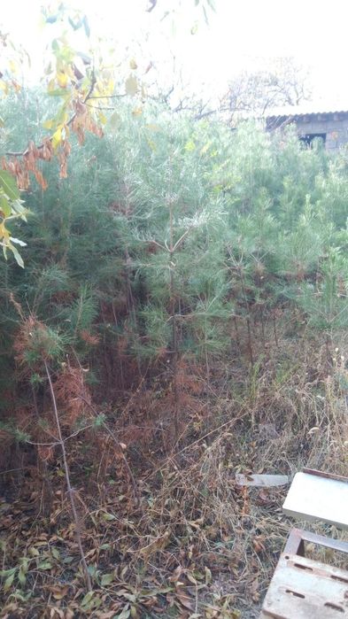 Сосна нихоллари оптом