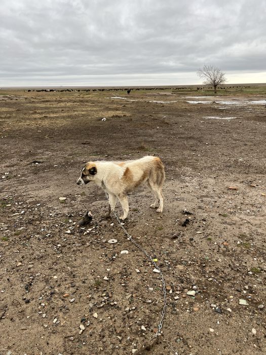 Төбет ит тобет сатылады