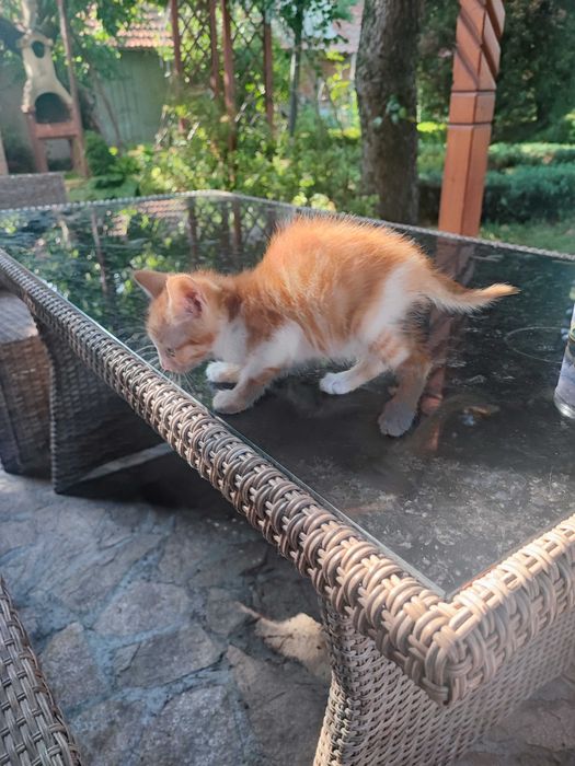 Подарявам котета на грижовни стопани!