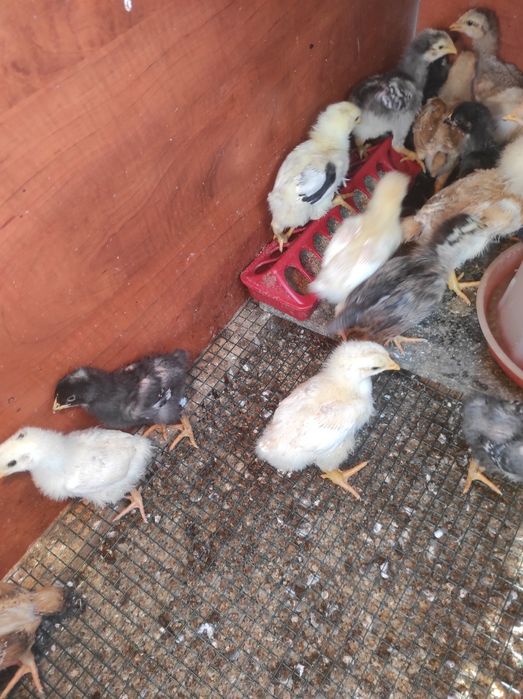 Pui de casă  de 3-4 săptămâni, majoritatea puicuțe, foarte frumosi!