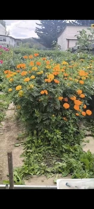 Продам рассаду бархатцев